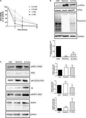 Tellurite Promotes Stress Granules and Nuclear SG-Like Assembly in Response to Oxidative Stress and DNA Damage